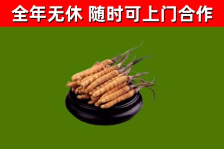 鹤壁烟酒回收冬虫夏草.jpg