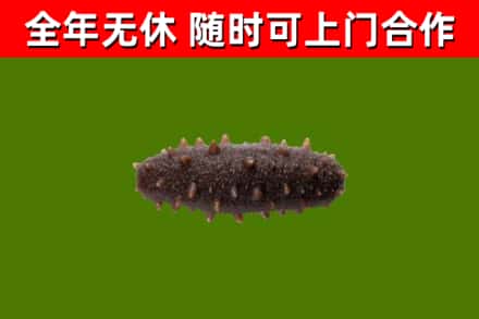 鹤壁烟酒回收干海参.jpg
